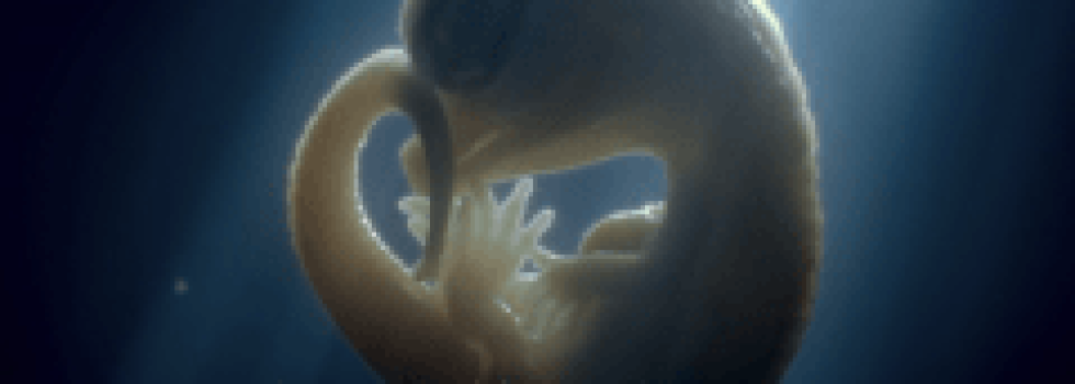 Charismatic Megafauna